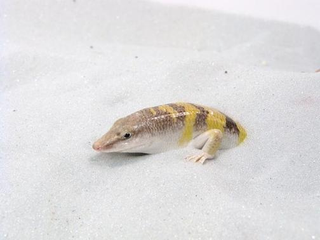 Illustration for article titled The Mysterious Lizards Who Swim In Sand